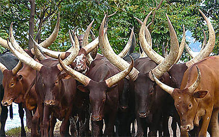 Vaches royales ougandaises
