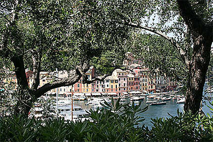 Portofino à travers les oliviers