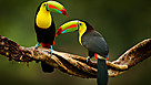 Costa Rica : quels animaux peut-on voir c&ocirc;t&eacute; Cara&iuml;bes ?