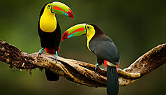 Costa Rica : quels animaux peut-on voir c&ocirc;t&eacute; Cara&iuml;bes ?