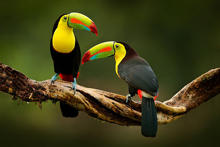 Costa Rica : quels animaux peut-on voir côté Caraïbes ?