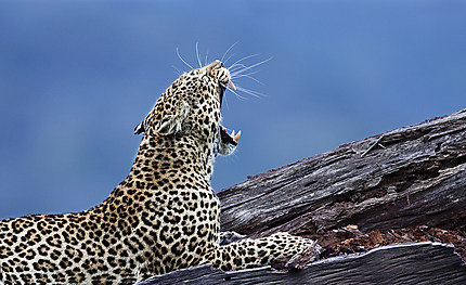 Baillement d'un léopard