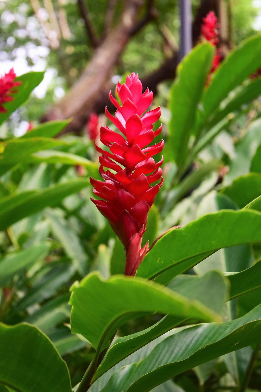 Fleur exotique à Las Terrazas