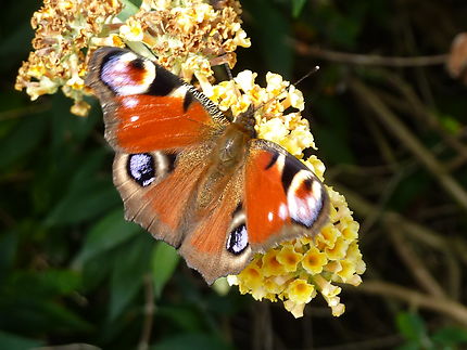 Papillon à l'île de Tatihou Cotentin