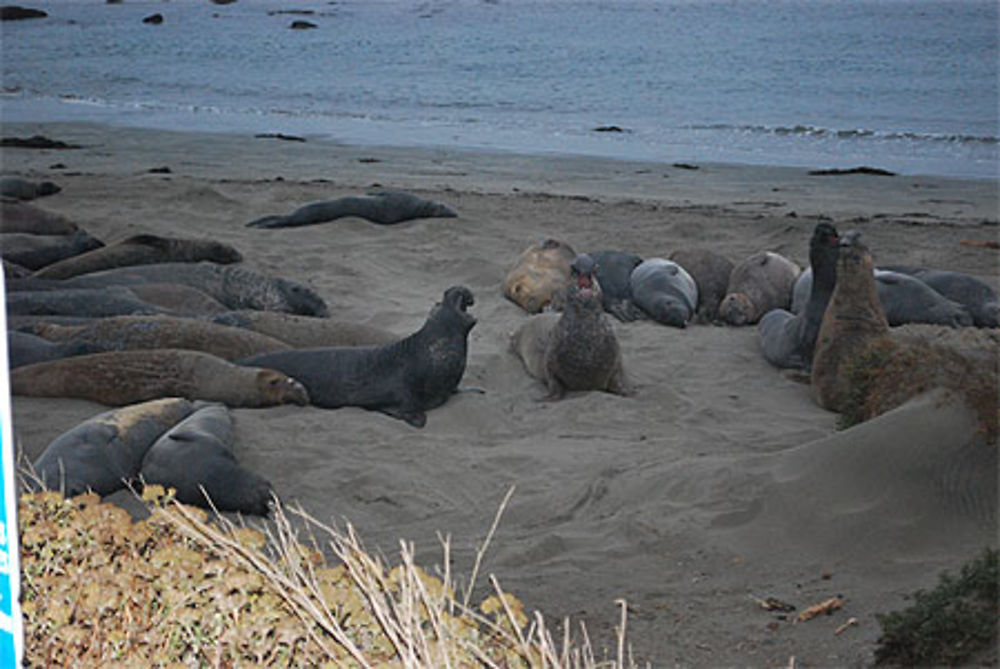 Faune de la côte californienne