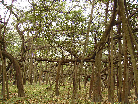 Banian du jardin botanique Banian du jardin botanique