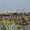 Envolée de gavietas (mouettes) sur les Esteros del Ibera