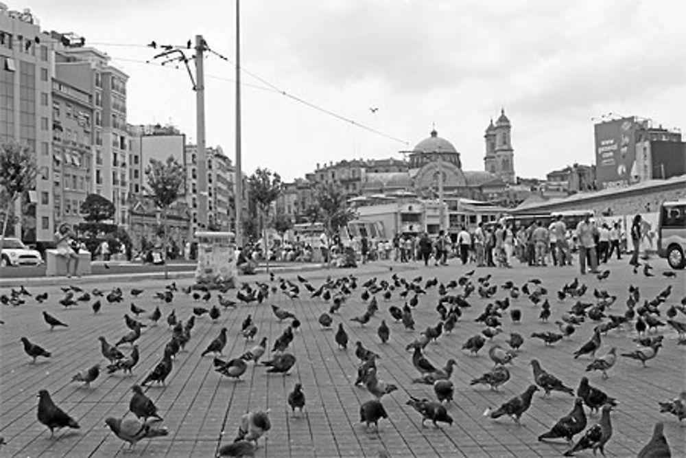 Pigeons sur la place