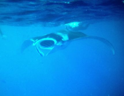 Snorkeling aux Maldives 