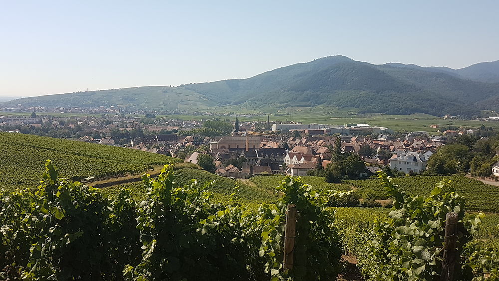 Route des vins d'Alsace