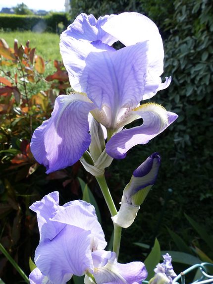 Iris translucide 