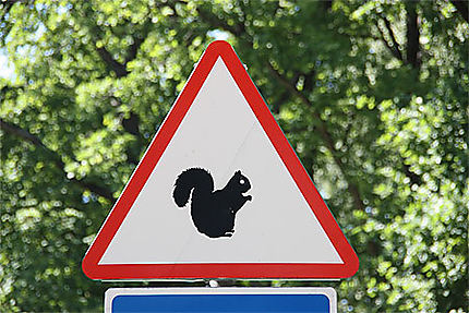 Attention aux écureuils !!