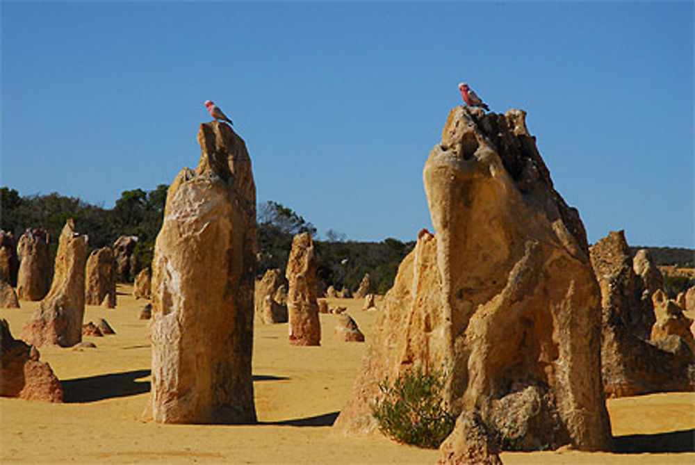 Pinnacles