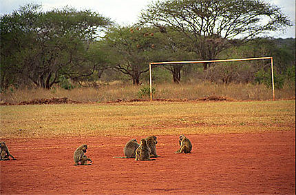 Match entre primates
