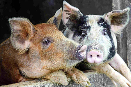 Cochons Cochons