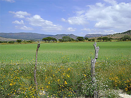 Paysage de Zacatecas