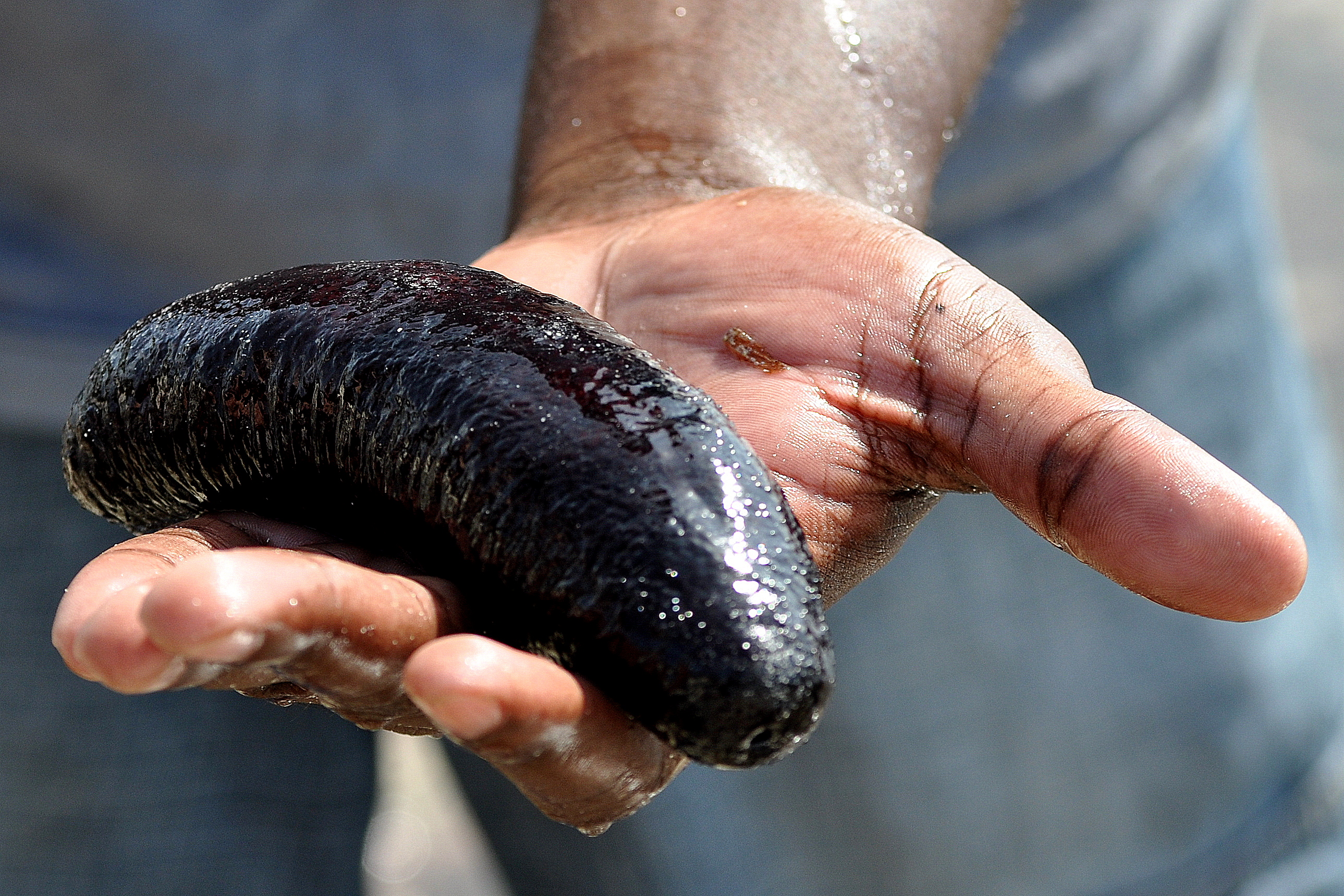 Concombre de mer