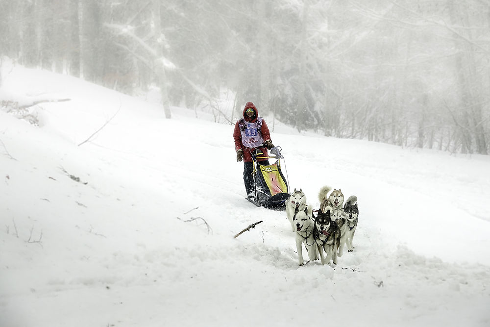 Course de chiens de traîneaux, Vercors