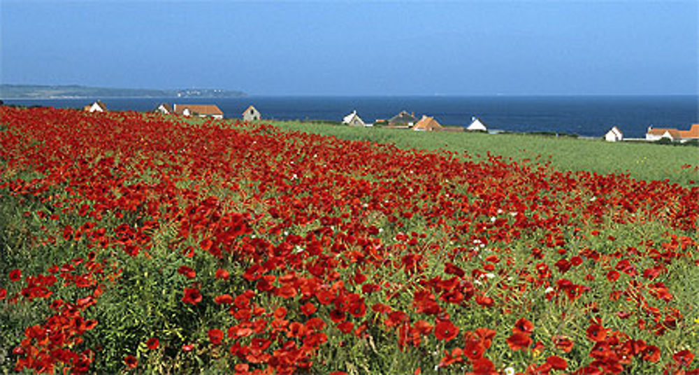 Champ de coquelicots, Côte d'Opale