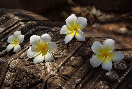 Fleurs de frangipanier à Wat Banan Fleurs de frangipanier à Wat Banan