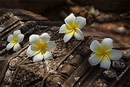 Fleurs de frangipanier à Wat Banan