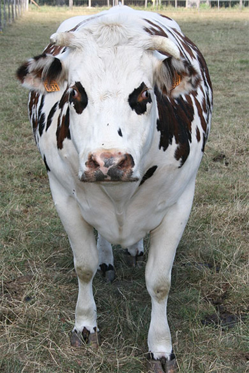 Une vache dans le 12° arrondissement de Paris