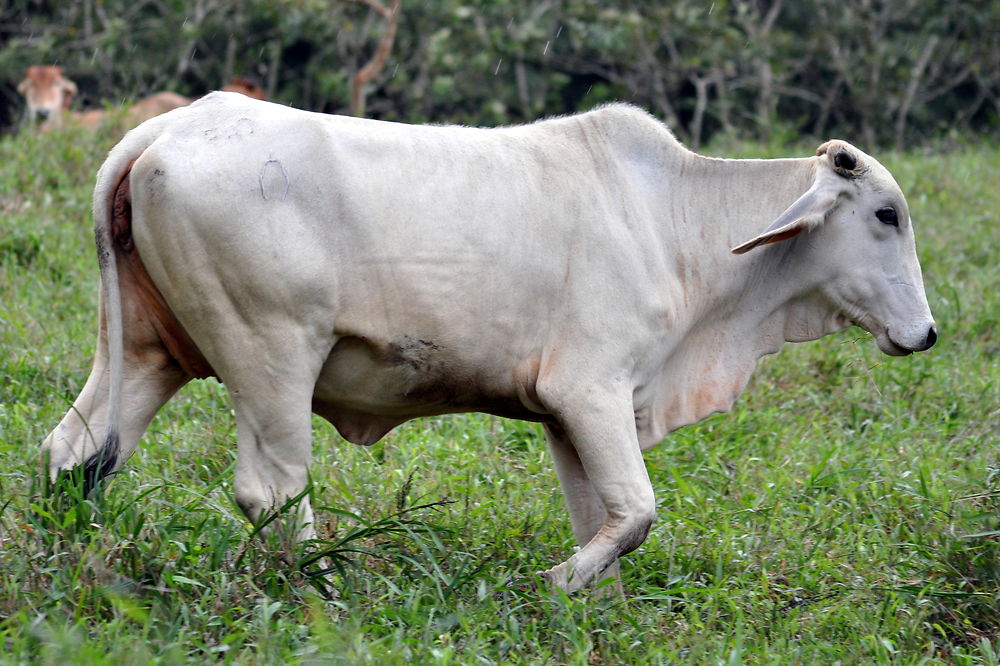 Typique au Costa Rica