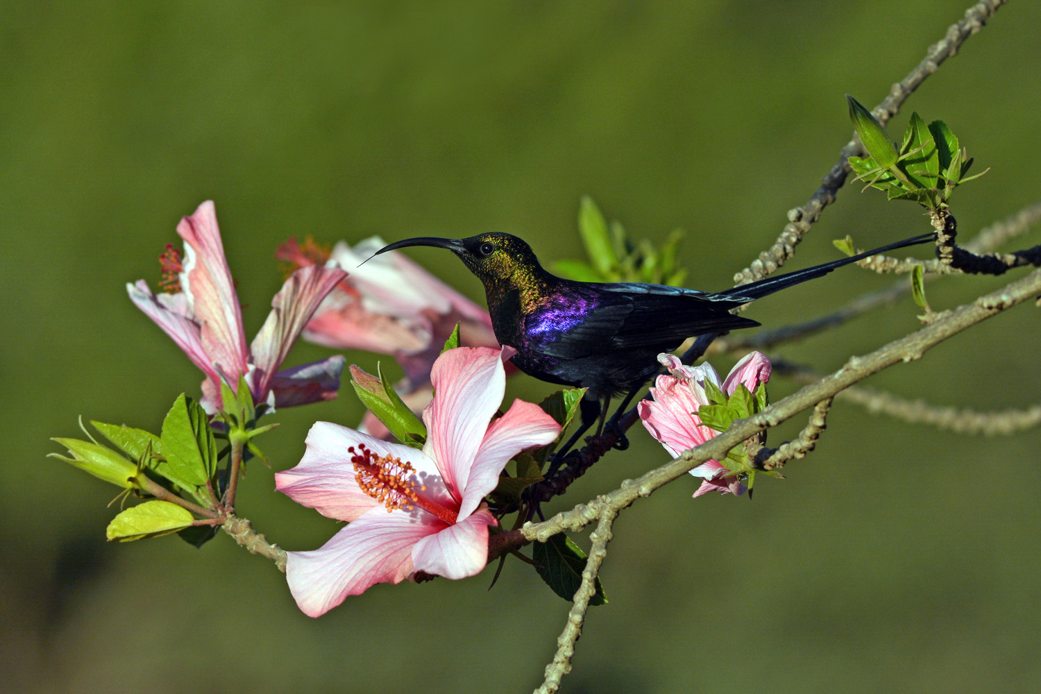 Colibri Colibri