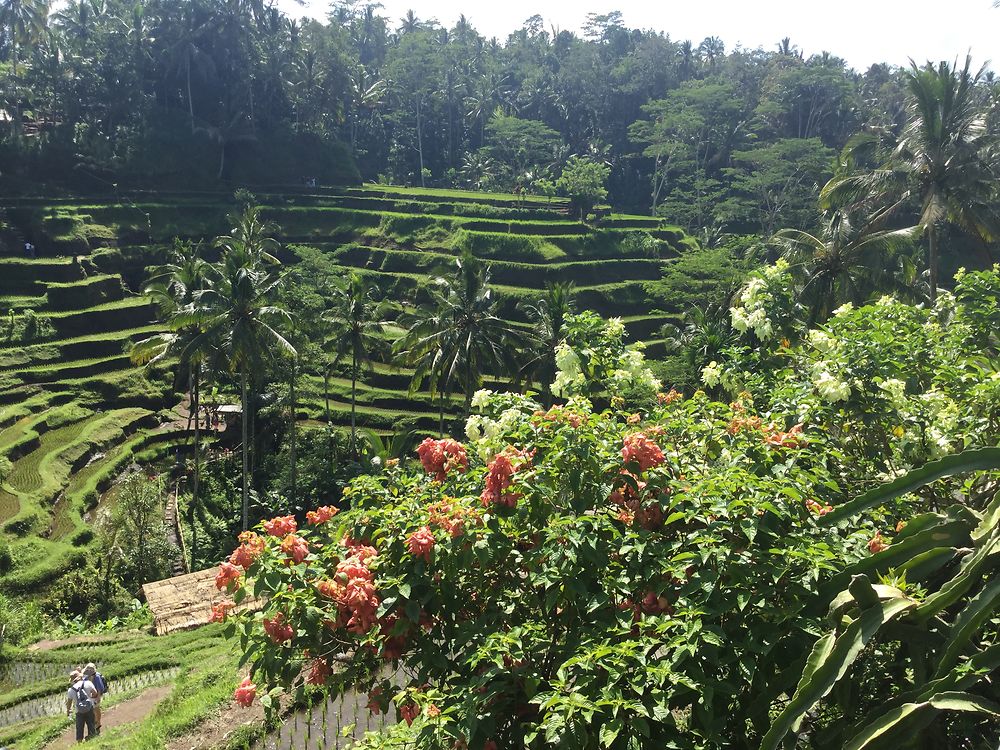 Rizières à Bali