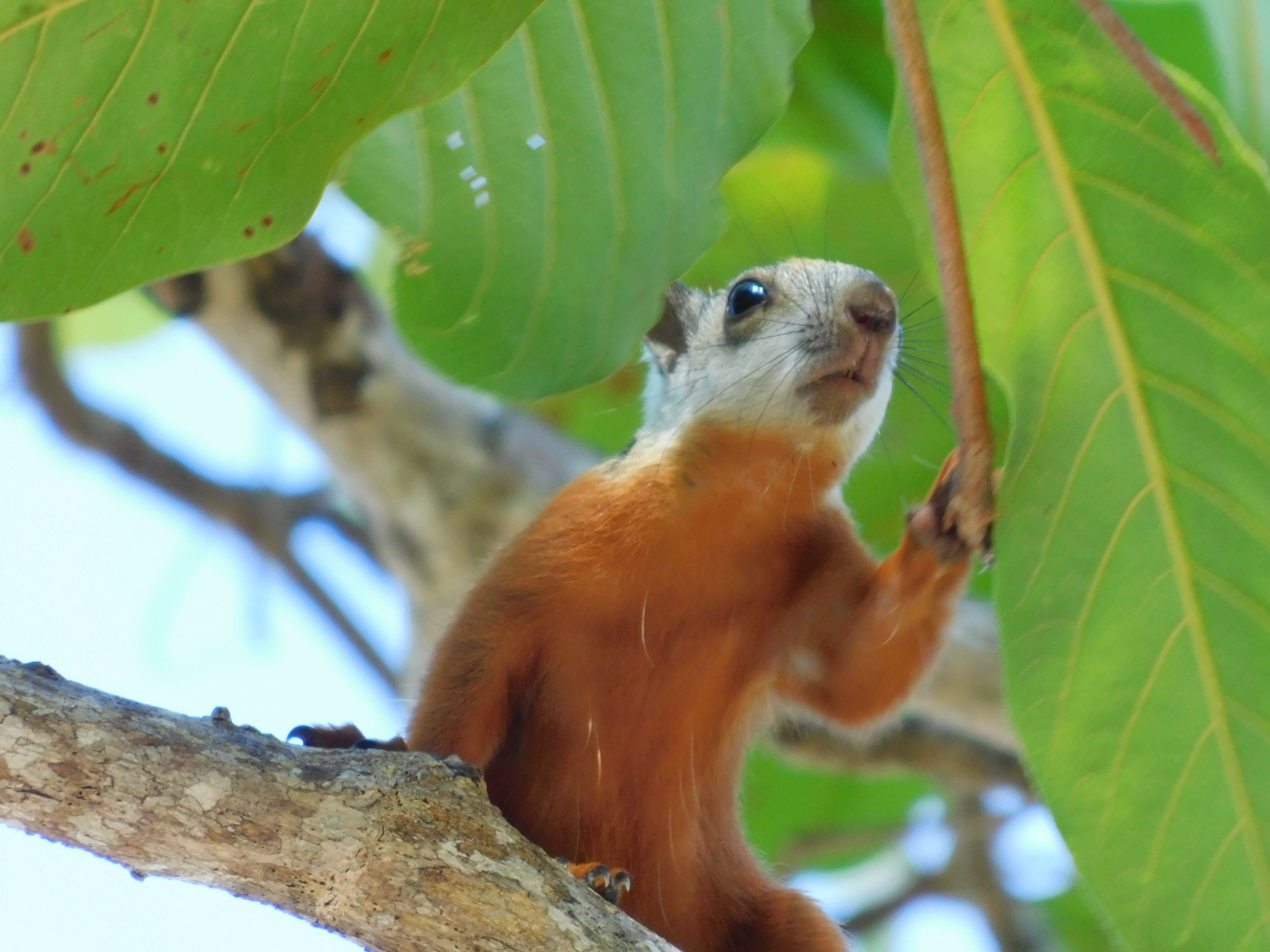 Ecureuil à playa Samara, Costa Rica