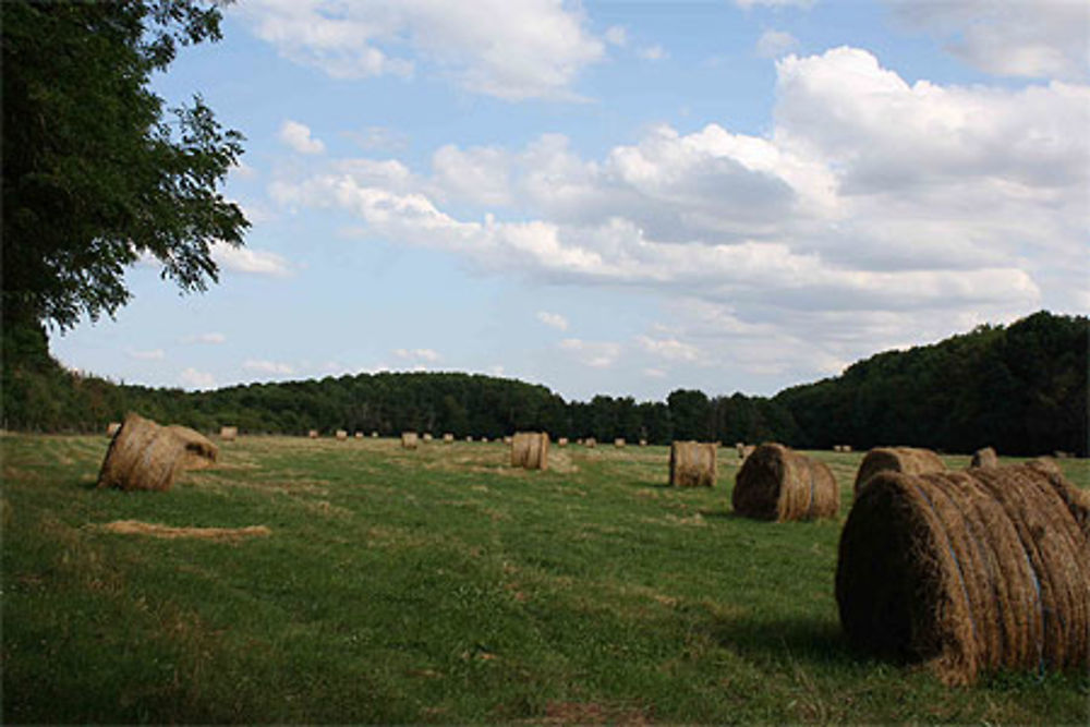 Ballots de foin