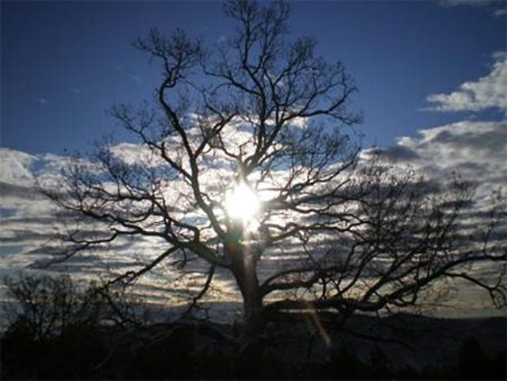 Provence en hiver