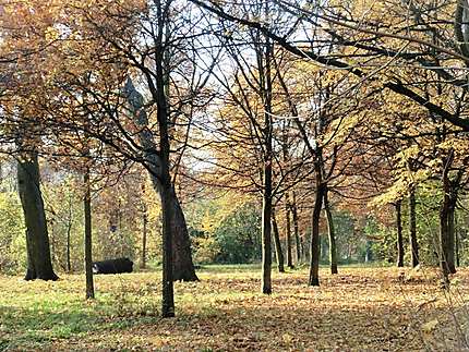 Bois de Vincennes en automne