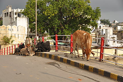 Vaches sacrées sur le pont d'Udaipur