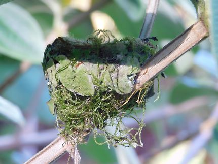 Un nid de colibri au parc national de Tortuguero