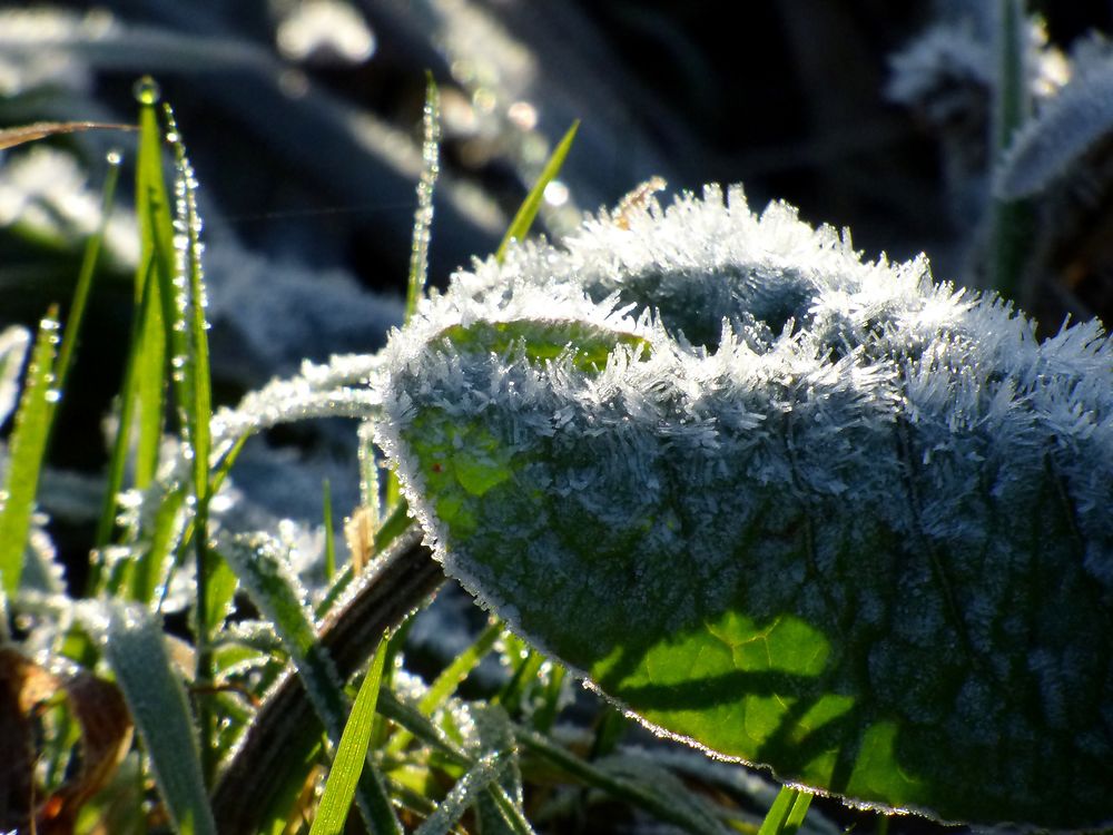 Givre 