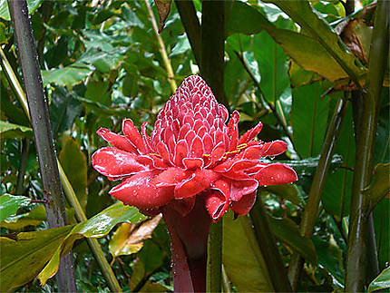 Jardin botanique