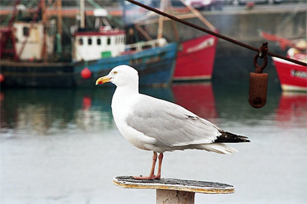 Goéland irlandais