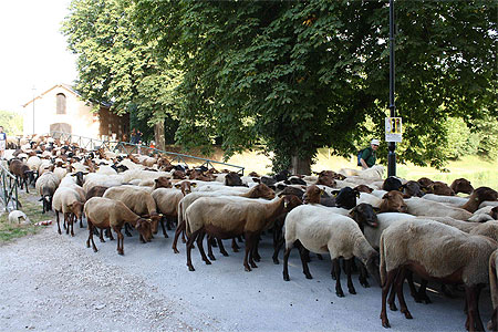 Transhumance de Châtillon-sur-Loire Transhumance de Châtillon-sur-Loire