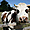 La vache dans la ferme de Paris
