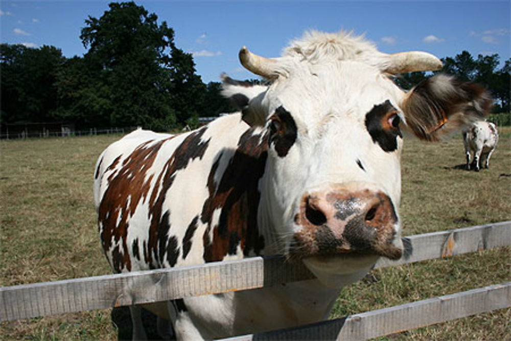 La vache dans la ferme de Paris