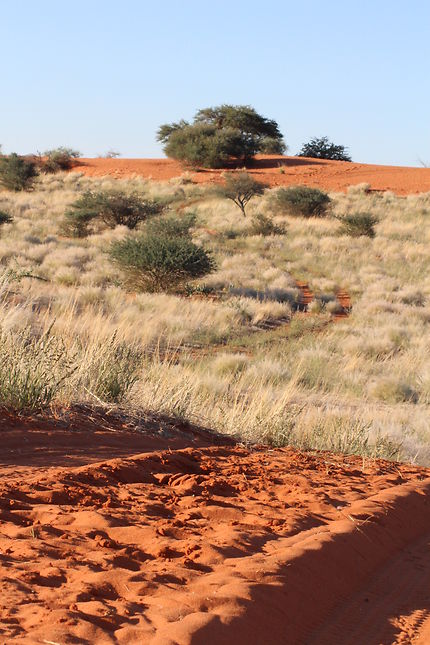 La route du Kalahari en Namibie