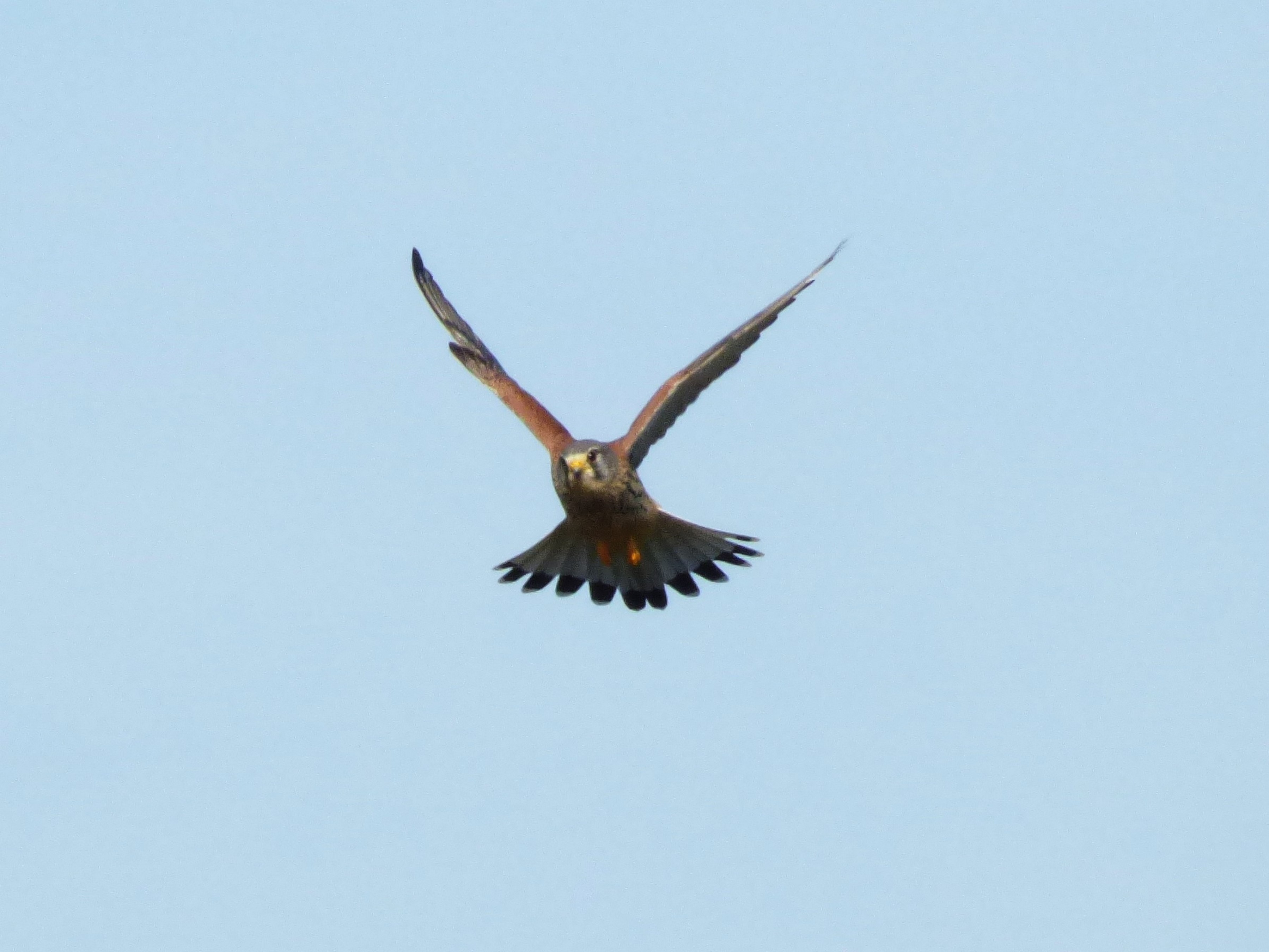 Rapace dans le bocage Rapaces Oiseaux Oiseaux Animaux Les — free download