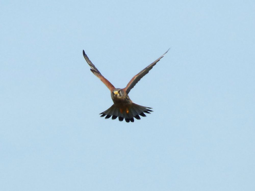 Rapace dans le bocage 