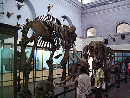 Squelette d'éléphant