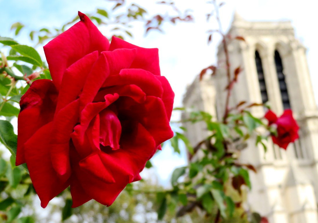 Une rose pour Notre Dame de Paris Une rose pour Notre Dame de Paris