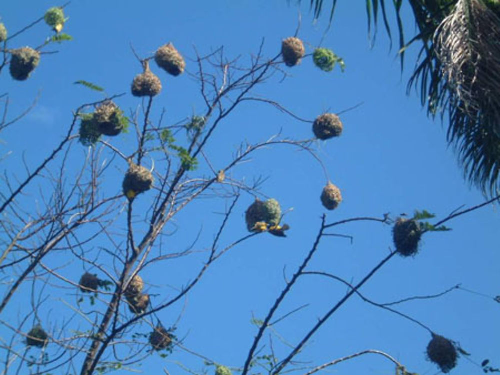 Nids de bélier (oiseau de la Réunion)