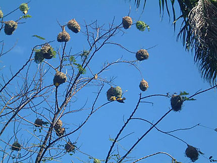 Nids de bélier (oiseau de la Réunion)