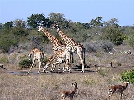Girafes et springboks autour d'un point d'eau
