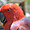 Oiseaux colorés des Philippines
